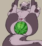  2019 anthro big_breasts breasts female food food_play fruit fur hair hi_res holding_object huge_breasts hyper hyper_breasts hyper_pussy improvised_sex_toy mammal melon mephitid nipples nude penetration plant pussy simple_background skunk solo spread_legs spreading thick_thighs watermelon white_background white_fur zombiecat 