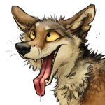  1:1 2016 alpha_channel ambiguous_gender black_eyes black_fur black_nose bodily_fluids brown_fur canid canine canis coyote digital_media_(artwork) dripping drooling feral fur headshot_portrait kenket looking_up mammal multicolored_fur open_mouth open_smile pink_tongue portrait reaction_image saliva sharp_teeth side_view simple_background smile solo sticker tan_sclera teeth tongue tongue_out transparent_background white_fur 