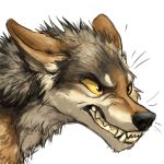  1:1 2016 alpha_channel ambiguous_gender angry angry_face black_eyes black_fur black_nose brown_fur canid canine canis coyote digital_media_(artwork) feral fur headshot_portrait kenket mammal multicolored_fur portrait reaction_image sharp_teeth side_view simple_background snarling solo sticker tan_sclera teeth transparent_background white_fur 