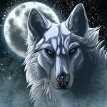  1:1 2012 black_nose blue_eyes canid canine canis detailed_background digital_media_(artwork) hair headshot_portrait looking_at_viewer mammal moon night outside portrait sky star starry_sky white_hair wolf wolfroad 