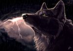  2011 black_nose brown_body brown_fur canid canine canis digital_media_(artwork) feral fur headshot_portrait hi_res mammal portrait raining solo storm wolf wolfroad yellow_eyes 