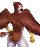  accipitrid accipitriform anthro avian backsack balls beak bird brown_body brown_feathers buteo butt chickenhawk feathered_wings feathers half-closed_eyes hand_on_hip hi_res kokidius looking_back male nude red-tailed_hawk smile solo standing tail_feathers wings yellow_eyes 