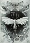 absurd_res ambiguous_gender ancient_art antennae_(anatomy) arthropod biological_illustration ernst_haeckel feral group hi_res insect insect_wings lepidopteran lepidopteran_wings monochrome moth public_domain technical_illustration wings zoological_illustration