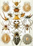 absurd_res acarine ambiguous_gender ancient_art arachnid arthropod biological_illustration ernst_haeckel feral group hi_res mite public_domain spider technical_illustration vinegaroon zoological_illustration