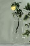  drawfag flower grey_background leaf no_humans oekaki original plant roots still_life vase water yellow_flower 