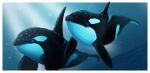  absurd_res ambiguous_gender black_body black_sclera blue_eyes border bubble cetacean dolphin dorsal_fin duo feral fin hi_res imperatorcaesar mammal marine mouth_closed oceanic_dolphin orca toothed_whale underwater water white_body white_border 