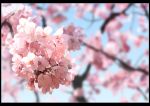  absurdres black_border blue_sky blurry blurry_background border branch cherry_blossoms close-up commentary_request day depth_of_field flower highres n&#039;bayashi nature no_humans original photorealistic pink_flower scenery sky tree_branch 