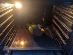 anthro appliance avian avian_feet big_eyes bird black_body black_eyes black_feathers corvid corvus_(genus) dash_the_raven feathered_tail feathered_wings feathers female feral hi_res humor kitchen_appliance looking_at_viewer meme oscine oven passerine raven solo tail twtr wings