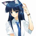  1girl animal_ears blue_eyes blue_hair blue_necktie blush cat_ears chinese_commentary collared_shirt commentary_request frown furrowed_brow hand_up highres kemonomimi_mode long_hair looking_up necktie parted_lips shirt short_sleeves simple_background small_sweatdrop solo striped_necktie tako3000 touma_kazusa upper_body watch white_album_(series) white_album_2 white_background white_shirt wristwatch 