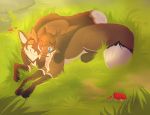  2016 4_toes absurd_res blue_eyes brown_body brown_fur canid canine day detailed_background digital_media_(artwork) duo feral fox fur grass hi_res mammal outside senimasan toes yellow_eyes 
