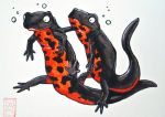  4_fingers 4_toes ambiguous_gender amphibian black_body chinese_fire_belly_newt duo feral fingers fire_belly_newt multicolored_body newt onionioniart orange_body salamander_(amphibian) simple_background toes two_tone_body underwater water white_background 
