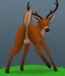  2019 anatomically_correct anatomically_correct_anus anatomically_correct_penis animal_genitalia animal_penis antlers anus backsack balls black_nose blep brown_body brown_fur butt cervid cervine cervine_penis cloven_hooves digital_media_(artwork) erection feral fur grass green_eyes green_pupils hi_res hooves horn inner_ear_fluff koba looking_at_viewer looking_back male mammal neck_tuft orange_body orange_fur penis perineum pink_anus pink_penis presenting presenting_anus presenting_balls presenting_hindquarters raised_leg raised_tail rear_view signature simple_background solo tapering_penis tongue tongue_out tuft underhoof white_body white_fur 