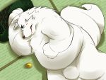  2014 anthro belly bulge canid canine fox fur gingitsune gintaro humanoid_hands lying male mammal overweight overweight_male shimesaba551 solo white_body white_fur 