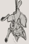  2016 absurd_res animal_genitalia animal_penis balls bodily_fluids canid canine canine_penis carrot_(artist) claws cum digital_drawing_(artwork) digital_media_(artwork) fangs feral fox fur genital_fluids grey_background greyscale hi_res knot looking_at_viewer male mammal monochrome nude pawpads paws penis simple_background solo suspension teeth 