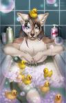  &lt;3 absurd_res anthro badger bandi_(character) bath bathtub blue_eyes brown_body brown_fur bubble eyelashes fangs freckles fur hair hi_res hybrid inner_ear_fluff lilychaos long_hair looking_at_viewer male mammal mustelid musteline nude rubber_duck shampoo smile soap stripes tuft 