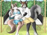  canid canine canis duo mammal northboundfox pregnant shana swing wolf 