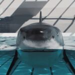 1:1 2024 3d_(artwork) 3d_animation akaikosh ambiguous_gender animated anthro anthro_prey aquatic burping digital_media_(artwork) dorsal_fin duo english_text feet_first feral feral_pred fin fish gesture great_white_shark grey_fin looking_at_viewer mackerel_shark oral_vore shark shark_tail shark_teeth species_request swimming_pool talking_to_viewer text underwater vore water waving white_shark