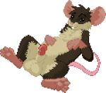 animal_genitalia animated animated_gif balls big_balls black_eyes brown_body brown_fur digital_media_(artwork) feral fur genitals half-erect lounging low_res lying male mammal mouse murid murine on_back paw_on_belly penis pixel_(artwork) rodent sheath short_playtime solo vorochi