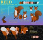 2019 5_toes absurd_res animal_genitalia anus backsack balls barefoot biped claws erection eurasian_red_squirrel feral fingers flaccid fur hi_res hindpaw male mammal model_sheet nude open_mouth paws penis reed_(scuzzyfox) rodent sciurid scuzzyfox semi-anthro sign_language soles solo teeth toe_claws toes tongue tree_squirrel whiskers 