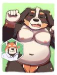  &lt;3 2019 ailurid anthro belly bernese_mountain_dog blood blush bodily_fluids bulge canid canine canis clothing cute_fangs domestic_dog duo eyes_closed hi_res humanoid_hands male mammal molosser moobs mountain_dog navel nipples nosebleed overweight overweight_male red_panda saliva shimo_kawa simple_background slightly_chubby smile sweat swiss_mountain_dog underwear 