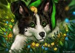  2019 anatid anseriform avian bird black_body black_fur black_nose canid canine canis collie day detailed_background digital_media_(artwork) domestic_dog duck duo feral flashw fur grass green_eyes herding_dog looking_at_viewer mammal outside pastoral_dog sheepdog smile white_body white_fur 