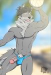  2019 anthro beach black_nose bodily_fluids canid canine canis clothed clothing fur genital_fluids grey_body grey_fur hair hi_res humanoid_penis male mammal muscular muscular_male nell-chan nipples pecs penis pink_nipples precum seaside solo speedo swimwear underwear wardrobe_malfunction wolf 