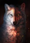  2019 amber_eye ambiguous_gender black_body black_fur black_nose blue_eyes canid canine canis digital_media_(artwork) feral fur heterochromia hi_res looking_at_viewer mammal solo white_body white_fur wolf wolnir 