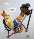  2019 anthro clothing digital_media_(artwork) fur gym kangaroo knox_(kangaroo) leg_press macropod male mammal marsupial muscular muscular_male solo vallhund 