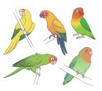  3_toes 9:8 ambiguous_gender avian beak bird black_beak blue_body blue_feathers branch feathers feral fischer&#039;s_lovebird golden_parakeet green_body green_feathers grey_beak hi_res jandaya lovebird multicolored_body multicolored_feathers neotropical_parrot open_beak open_mouth orange_body orange_feathers parakeet parrot perched pinfires pink_beak red-headed_lovebird red_beak red_body red_feathers rosy-faced_lovebird simple_background sun_parakeet toes true_parrot two_tone_body two_tone_feathers white_background yellow_body yellow_feathers 