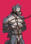  abs angry anime arms_tied baring_teeth bdsm beastars bodily_fluids bondage bound canid canine canis collar drooling hands_behind_back hi_res leash legosi_(beastars) mammal maotengo muzzle_(object) muzzled nude pecs penis red_background rope rope_bondage rope_harness saliva shackles simple_background teeth wolf 