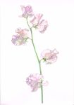  flower no_humans original pink_flower plant simple_background still_life tamura_yuki traditional_media watercolor_(medium) white_background 