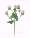  artist_name dated flower no_humans original pink_flower plant signature simple_background still_life tamura_yuki traditional_media watercolor_(medium) white_background 