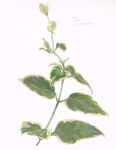  artist_name dated no_humans original plant signature simple_background still_life tamura_yuki traditional_media watercolor_(medium) white_background 