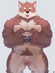  2019 alaskan_malamute anthro balls bearp_(artist) belly bodily_fluids canid canine canis cum domestic_dog flaccid genital_fluids hi_res humanoid_hands humanoid_penis male mammal navel nordic_sled_dog overweight overweight_male penis pubes simple_background solo spitz 