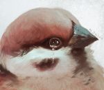  bird black_eyes commentary crying crying_with_eyes_open eurasian_tree_sparrow from_side grey_background looking_at_viewer manino_(mofuritaionaka) original portrait profile signature sparrow tears 