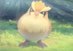  bird commentary_request full_body gen_1_pokemon grass highres looking_at_viewer manino_(mofuritaionaka) no_humans outdoors pidgey pokemon pokemon_(creature) signature solo 