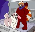  2019 ailurid anthro balls bathroom blush bodily_fluids canid canine canis cum cum_on_face detailed_background domestic_dog duo ejaculation erection fur genital_fluids humanoid_hands male male/male mammal overweight overweight_male penis red_body red_fur red_panda zestibone 
