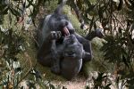  3d_(artwork) animal_genitalia animal_penis autofellatio digital_media_(artwork) felid feral forest hi_res male mammal masturbation oral oral_masturbation pantherine penile penile_masturbation penis solo tree zack3d 