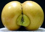  apple food fruit inanimate tagme 
