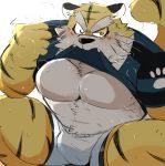  2019 anthro belly blush bodily_fluids bottomwear bulge clothed clothing felid hyaku_(artist) male mammal one_eye_closed open_shirt pantherine shirt shorts simple_background solo sweat tiger topwear white_background wink 