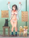  black_eyes black_hair blush bound bound_wrists bow bowtie bra braid breasts cardboard cat commentary_request dog fence himeshaga large_breasts leash open_clothes open_shirt original panties panty_pull shoes socks stool strapless strapless_bra underwear 