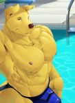  anthro biceps bird_dog bottomwear bulge canid canine canis clothed clothing domestic_dog eyebrows fur golden_retriever hamili hunting_dog jockstrap looking_at_viewer male mammal muscular muscular_male nipples red_nose retriever smile solo swimming_pool tight_clothing underwear water wet yellow_body yellow_fur 