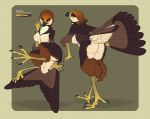  2019 4_toes accipitrid accipitriform anisodactyl anthro avian beak bedroom_eyes big_breasts bird bombird breasts brown_body brown_feathers butt claws collage curvy_figure feathers female fluffy kessie_(bombird) looking_at_viewer looking_back model_sheet narrowed_eyes nude orange_eyes presenting presenting_hindquarters seductive slightly_chubby smile solo tail_feathers toes true_hawk voluptuous 