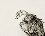  2013 accipitriform ambiguous_gender avian bird feathered_wings feathers feral kanizo solo traditional_media_(artwork) vulture wings 