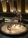  dinosaur fossil inanimate tagme tyrannosaurus 