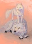  ambiguous_gender arctic_fox arctic_wolf canid canine canis duo feral fox fur graywildwolf mammal simple_background white_body white_fur wolf yellow_eyes 