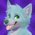  blue_body blue_fur canid canine canis donovan_dmc feve fur male mammal tongue tongue_out wolf 