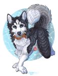  2019 5_fingers anthro black_body black_fur blue_eyes canid canine canis collar digital_media_(artwork) domestic_dog fingers fur hooves husky kashmere male mammal nordic_sled_dog solo spitz white_body white_fur 