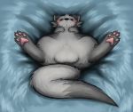  :&lt; animal_genitalia anus balls blush domestic_ferret feral fur grey_body grey_fur lying male mammal mustela mustelid musteline on_back pawpads paws presenting presenting_crotch resachii sheath solo spread_legs spreading 