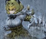  1girl adeshi_(adeshi0693119) animal_ears animal_print belt black_bow black_hair black_neckwear blonde_hair bow bowtie breast_pocket center_frills closed_mouth dripping elbow_gloves fighting_stance foreshortening frills fur_scarf gloves high-waist_skirt jaguar_(kemono_friends) jaguar_ears jaguar_print jaguar_tail kemono_friends looking_at_viewer medium_hair multicolored_hair outdoors pocket print_gloves print_neckwear print_skirt rain scarf serious shirt short_sleeves skirt solo tail thighhighs tsurime two-tone_hair upper_body v-shaped_eyebrows water wet white_shirt yellow_eyes zettai_ryouiki 